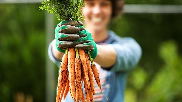 FÖJ Gartenbau: Freiwilliger hält geerntetetes Gemüse in die Kamera